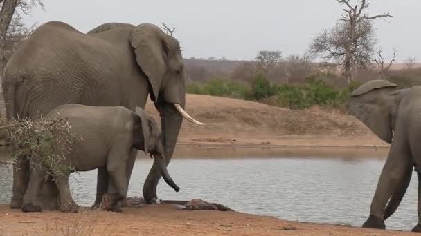 Elephant Calf Adults Drink Interact Waterhole Bushland — Stockvideo