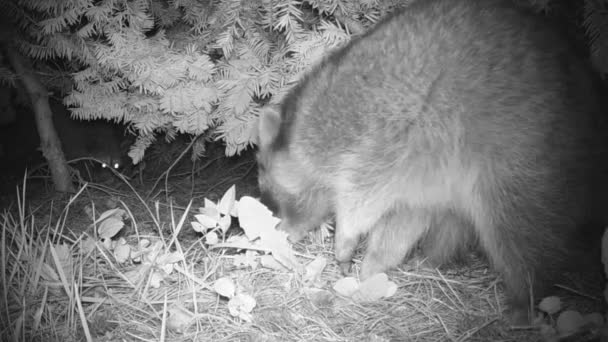 Two Raccoons Foraging Food Night — ストック動画