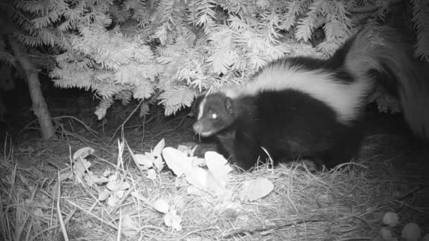 Skunk Night Foraging Food — Stockvideo