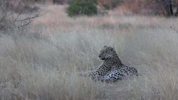 Lone Leopard Lies Tall Dry Grass Wind Blows — 图库视频影像