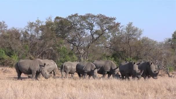 Group Southern White Rhinos Graze Dry Grass Trees Sunlight — Vídeos de Stock