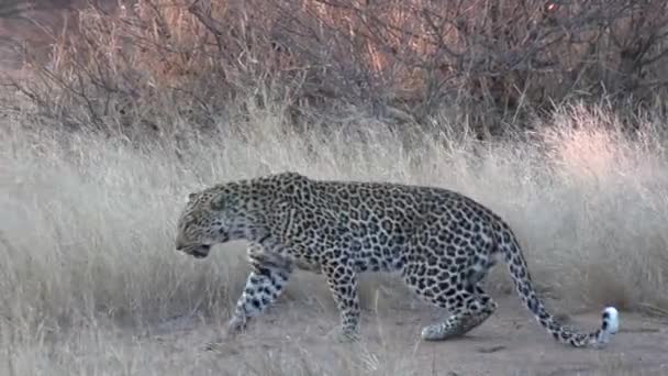 Lone Leopard Walks Lies Rest Dry Grass Windy Day — Stock Video