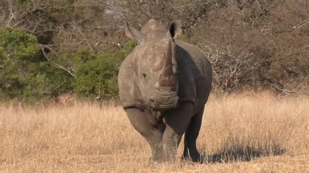 Wild Southern White Rhino Stops Look Camera Continues Its Way — 图库视频影像