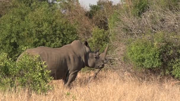 Single Southern White Rhino Stands Alone Wild African Bush Side — Vídeo de stock