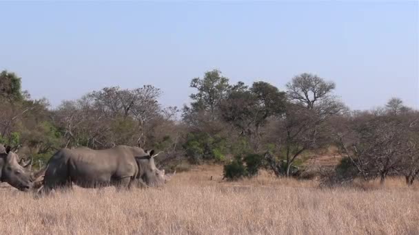 Wide Shot Southern White Rhinos Walking Dry African Savannah — Stok Video