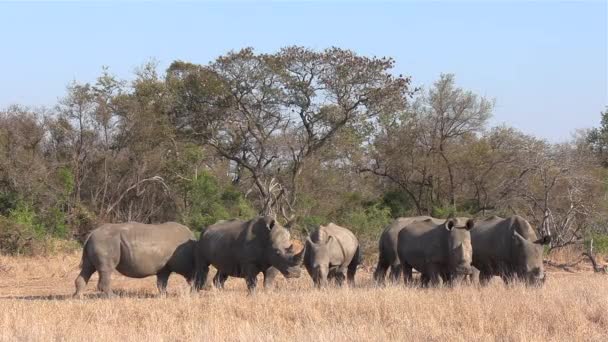 Wide Shot Southern White Rhinos Grazing Dry Grass — Stock Video