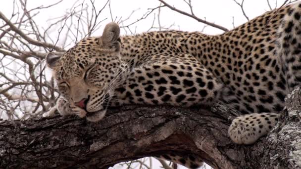 Close Adult Leopard Sleeping Tree Daytime African Wilderness — Stock Video