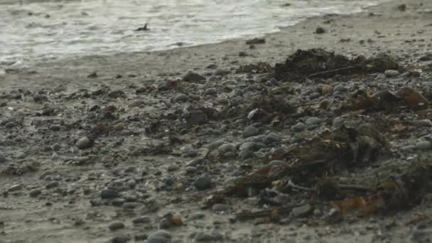 ภาพถ ายทางไกลของชายหาดโอเรกอนในมหาสม ทรแปซ กในว เมฆมาก นเล ตกลงบนชายฝ งใกล ยงสาหร ายและห — วีดีโอสต็อก