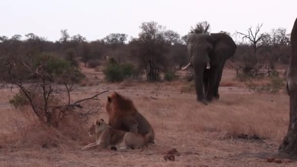 African Animal Stare Large Bull Elephant Aggressively Approaches Resting Pair — Stock video