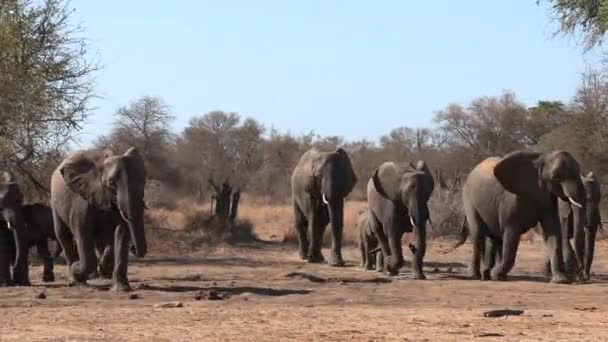 Herd Elephants Excitedly Coming Waterhole Dry Season Africa — Stock Video