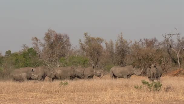 Crash Southern White Rhino Wild Territorial Bull Causes Discomfort Group — Stock video