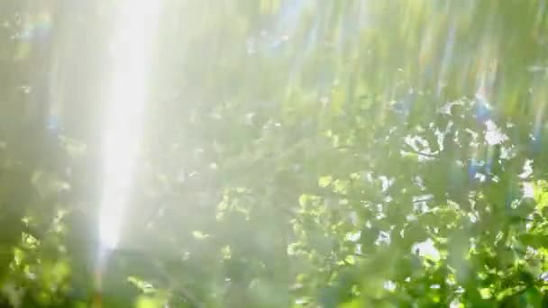 Artistic Footage Aspen Leaves Quaking Wind Light Leaks Rainbows Make — Video