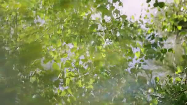 Artistic Footage Aspen Leaves Quaking Wind Light Leaks Rainbows Make — Stock video