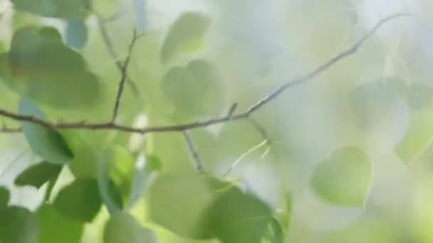 Artistic Macro Footage Aspen Leaves Quaking Wind Light Leaks Rainbows — Wideo stockowe