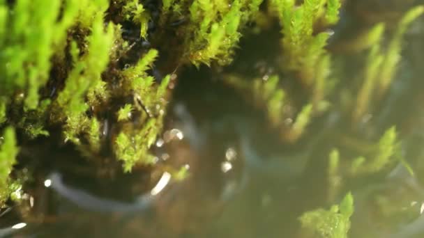 Artistic Macro Footage Moss Water Light Leaks Moss Bright Green — Vídeo de stock