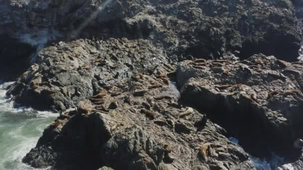 Slowly Tracking Drone Shot Approaching Large Group Seals Laying Rocks — Video