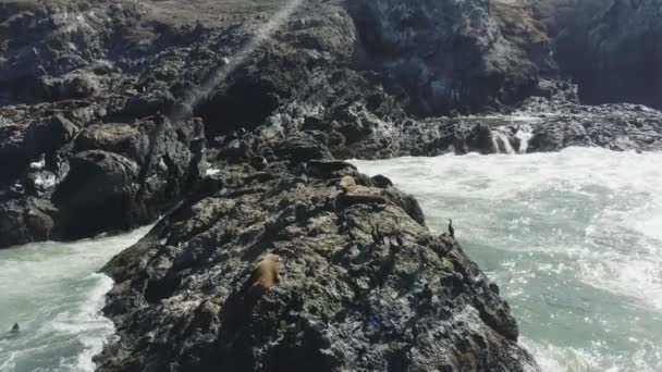 Aerial Drone Footage Seals Laying Ocean Rocks Surrounded Crashing Waves — Stockvideo