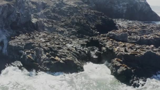 Slowly Approaching Aerial Drone Shot Seals Ocean Rocks Sunshine Large — Wideo stockowe