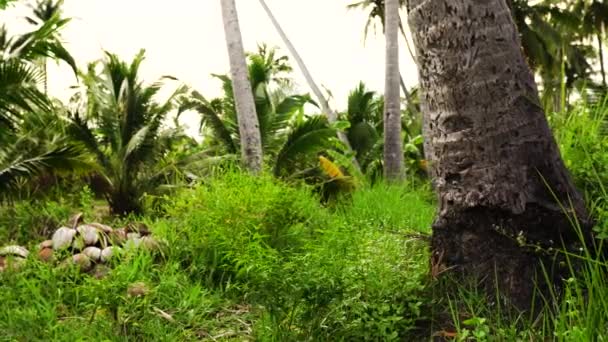 Close Tree Trunks Field Coconut Palms Vietnam Slow Motion Slider — Stok video