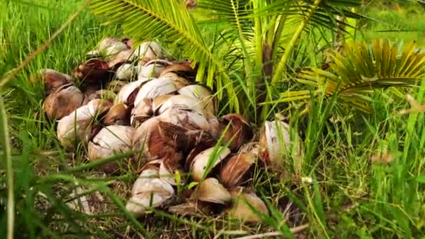 Close View Slider Shot Dry Fallen Coconuts Field Palm Trees — Stockvideo