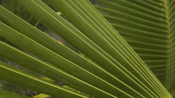 Close Young Coconut Palm Tree Leaf Smooth Slider Pan Left — Video