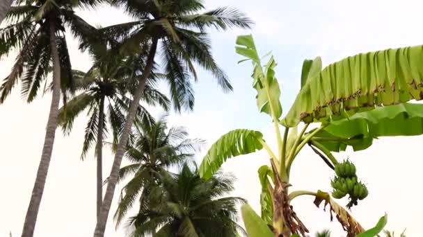 Slider View Tall Palm Trees Banana Plant Vietnam Slow Motion — 图库视频影像