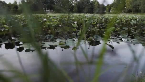Many Lotus Leaves Small Water Pond Slider Left View Grass — Wideo stockowe