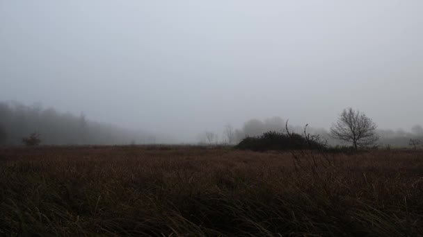 Heavy Fog Slow Pan Forest — Vídeos de Stock
