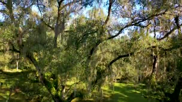 Elevating Drone Shot Mossy Oak Trees Florida — 비디오