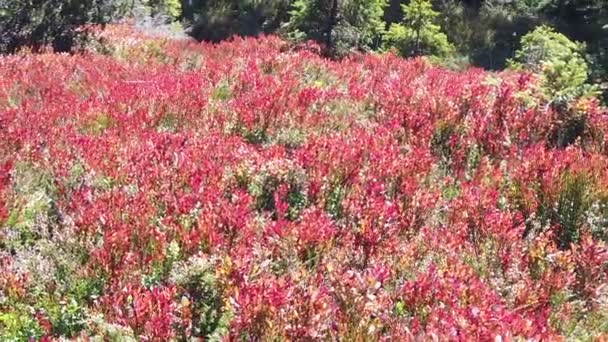 Een Close Van Het Rode Roze Bosbessenveld Wiegensee Oostenrijk — Stockvideo
