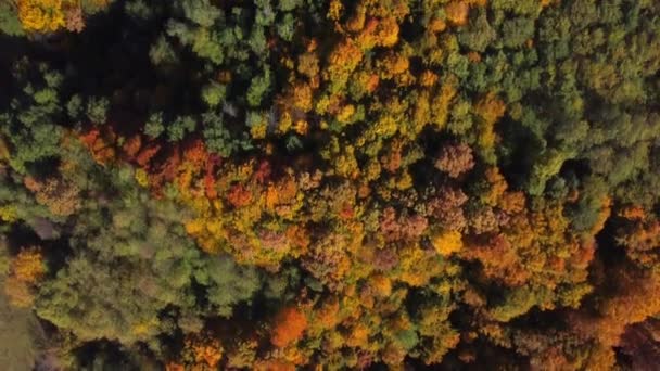 Beautiful Autumn Aerial Looking Tops Green Red Yellow Orange Colored — Stockvideo