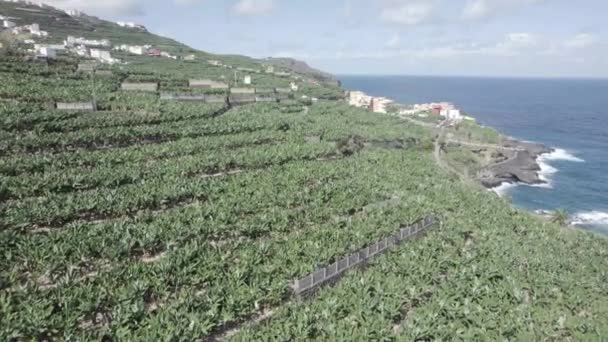 Platano Canarias Vagyok Banánfák Nőnek Tengerparti Ültetvényen Palma Kanári Szigetek — Stock videók