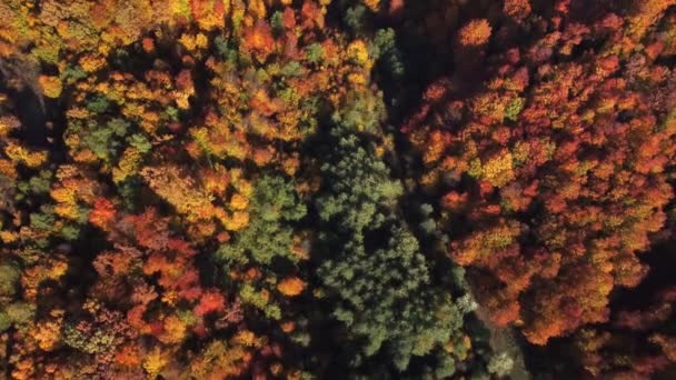 Beautiful Autumn Aerial Looking Tops Green Red Yellow Orange Colored — Video