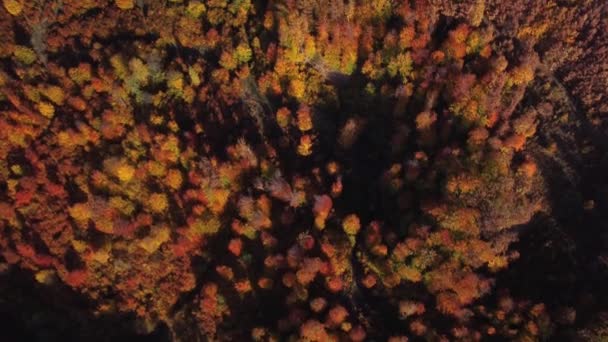 Beautiful Autumn Aerial Looking Tops Green Red Yellow Orange Colored — Stock Video