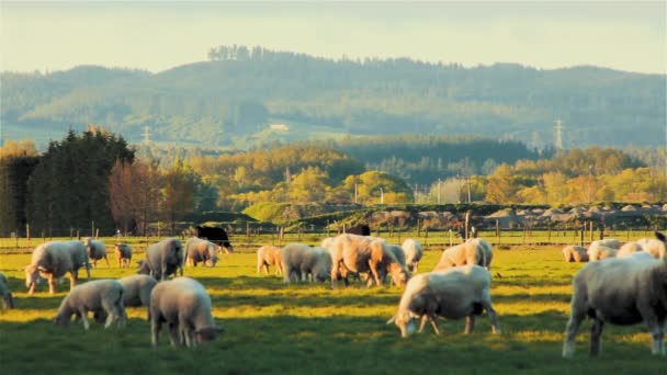 Овцы Солнечном Поле Едят Грасс Ранджоре Новой Зеландии Стиди Шот — стоковое видео