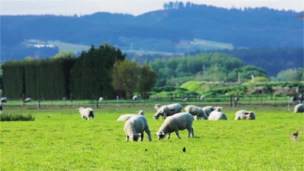 New Zealand Sheep Graze Green Field City Rangiora New Zealand — Stock videók