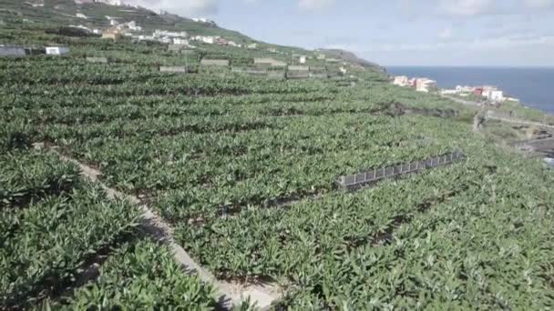 Banana Plantation Lush Green Banana Trees Island Palma Canary Islands — Vídeos de Stock