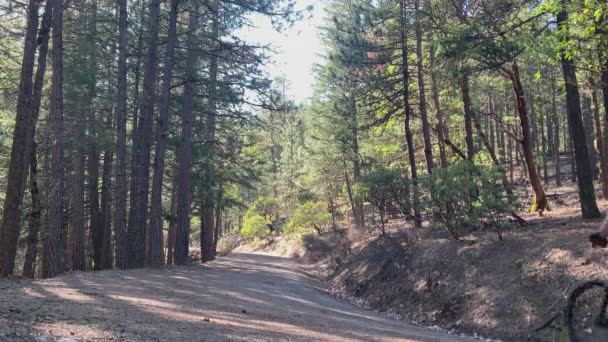 Mtb Road Mountain Bike Cyclist Going Away Oregon Usa — Vídeo de stock