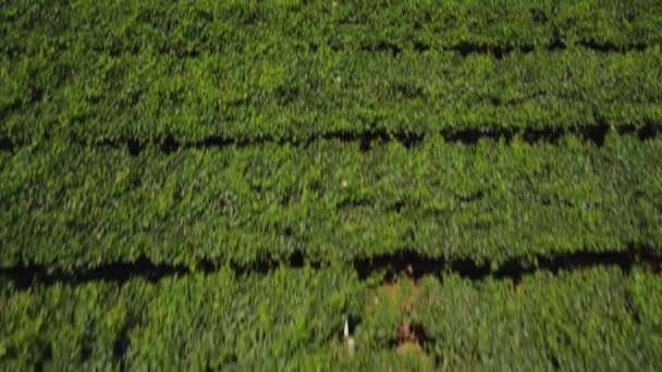 Aerial Beautiful Vineyard Sunny Day Ica Peru Wide Shot Forward — Wideo stockowe