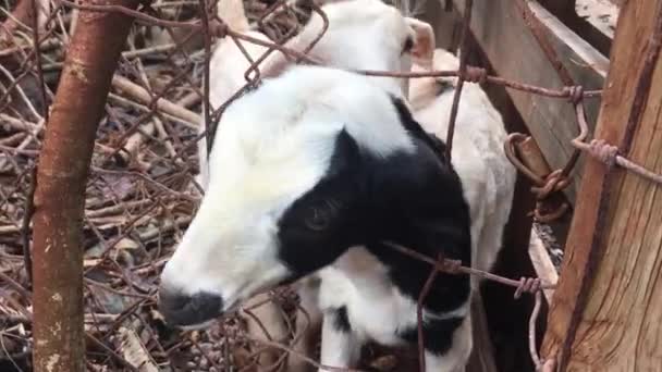 Dvě Mladé Domácí Kozy Zrezivělým Kovovým Plotem Farmě Zavřít — Stock video