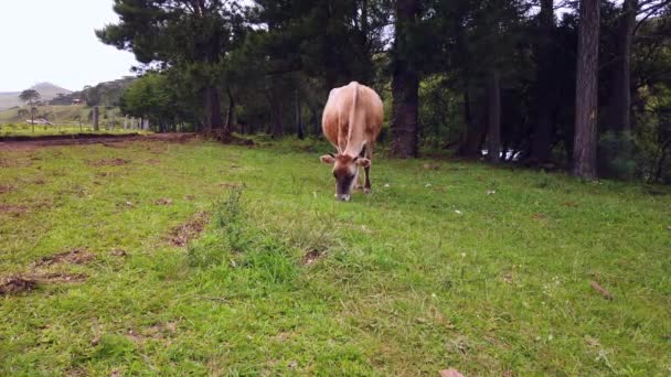 Images Une Vache Broutant Paisiblement Dans Une Zone Verte Rurale — Video