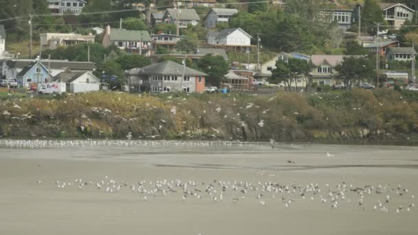 Seagulls Colony Flying Circles Beach Houses Stormy Day — 图库视频影像