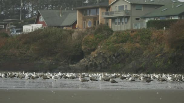 Стая Чайки Stangind Пляже Рядом Домами Ячатс Штат Орегон — стоковое видео