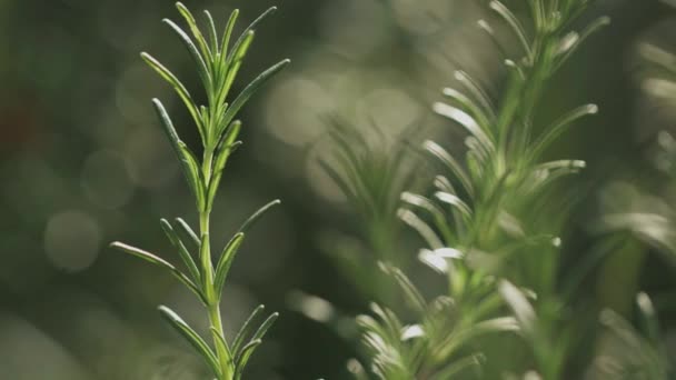 Rosemary Isolated Green Plant Blurry Background — Vídeos de Stock