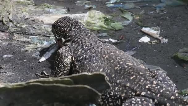 Giant Spotted Monitor Lizard Hunting Food Shallow Water Filled Dirt — Vídeo de Stock