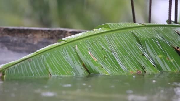 Close Static View Heavy Rain Falling Banana Leaf Partly Submerging — Vídeo de stock