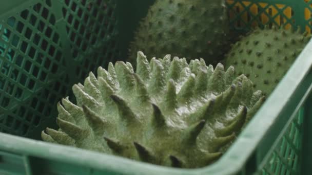 Closeup Soursop Collected Baskets Procesing — Vídeo de Stock