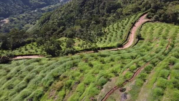 Colombian Soursop Crop Land Aerial Shot — Vídeo de stock