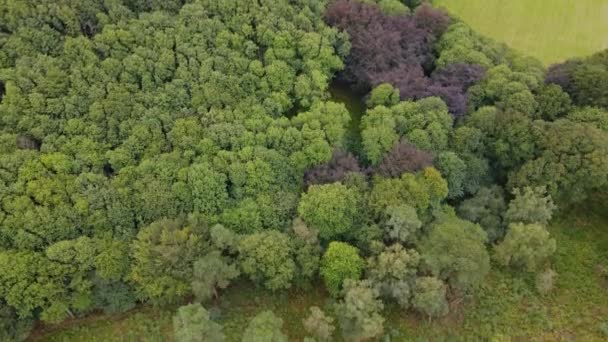 Forest Foliage Haslemere Countryside Aerial Tilt — Vídeo de Stock