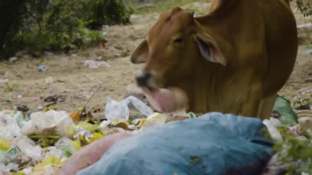 Cow Swinging Plastic Bag Mouth Looking Food Dirty Plastic Landfill — Video Stock